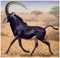 PALANDA